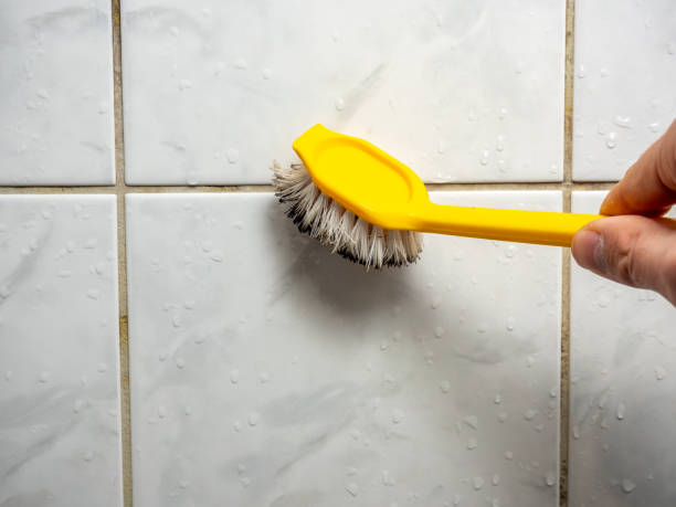 Best Office Mold Removal Services  in Calumet City, IL