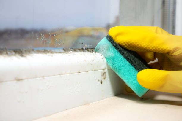 Best Toxic Mold Removal  in Calumet City, IL